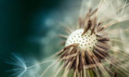 A dandelion