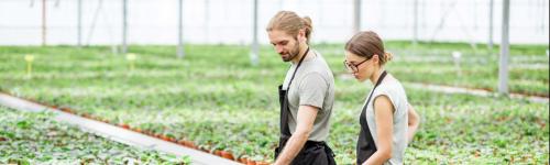 Two people working in a greenhouse.